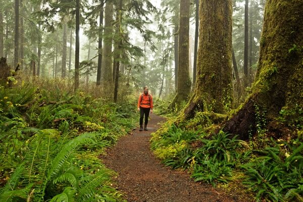 Hiker in Quinault Rain Forest