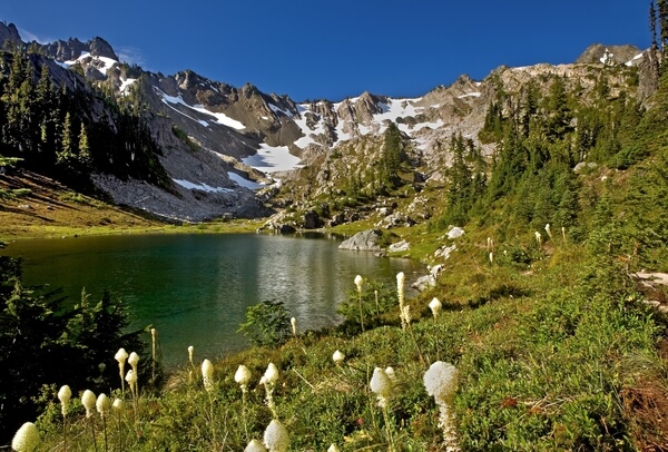 Beargrass at Lake of the Angels