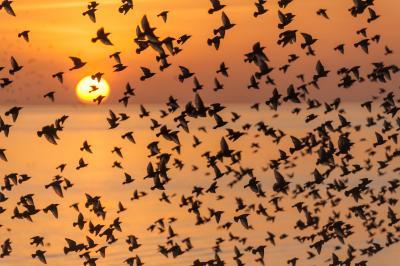 United Kingdom photo spots - Starlings