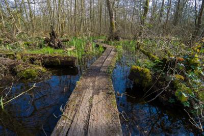 photo spots in Cambridgeshire - Fordham Woods