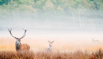 photo locations in England - Richmond Park