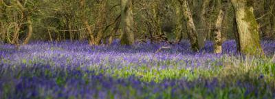 photo spots in United Kingdom - Lady's Wood