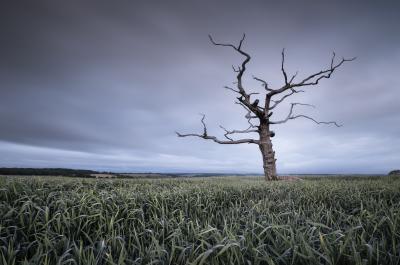 United Kingdom instagram spots -   Lone Tree At Tarrant Monkton