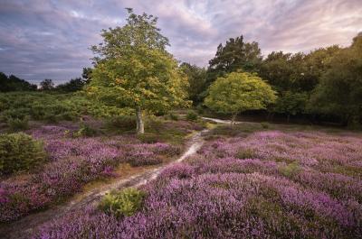 instagram spots in England - Arne nature reserve