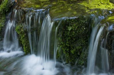 California photography locations - Fern Springs