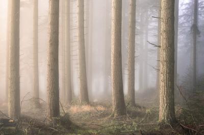 instagram spots in United Kingdom -   Puddletown Forest
