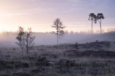 photo locations in England - Wareham Forest