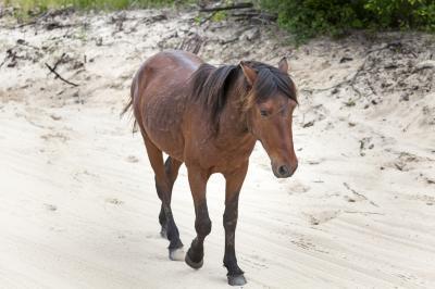 pictures of Outer Banks - Wild Horses of the Currituck Outer Banks