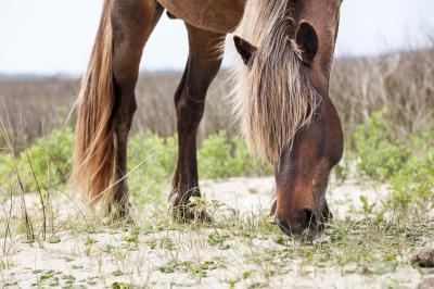 photo locations in North Carolina - The Wild Horses of Shackleford Banks