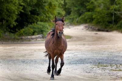 pictures of Outer Banks - Wild Horses of the Currituck Outer Banks