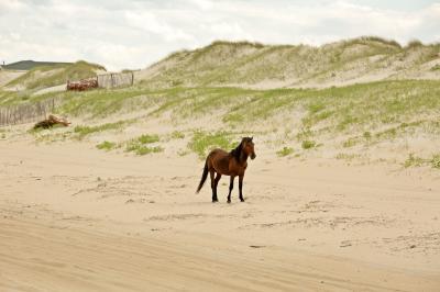 photos of Outer Banks - Wild Horses of the Currituck Outer Banks