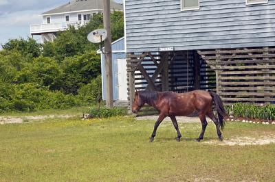 images of Outer Banks - Wild Horses of the Currituck Outer Banks
