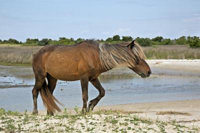 pictures of Outer Banks - The Wild Horses of Shackleford Banks