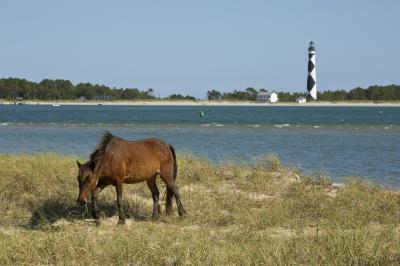 photos of Outer Banks - The Wild Horses of Shackleford Banks