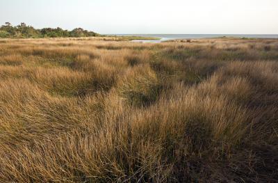 pictures of Outer Banks - Hammock Hills Nature Trail