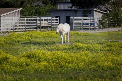 photos of Outer Banks - Ocracoke Pony Pen