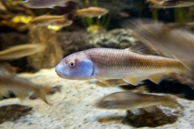photos of Outer Banks - North Carolina Aquarium on Roanoke Island