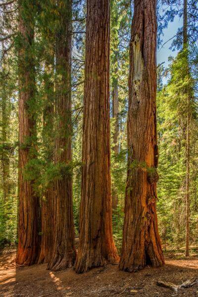 United States instagram spots - Merced Grove of the Giant Sequoias