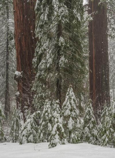 pictures of the United States - Tuolumne Grove