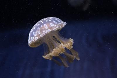 photo spots in United States - The Seattle Aquarium