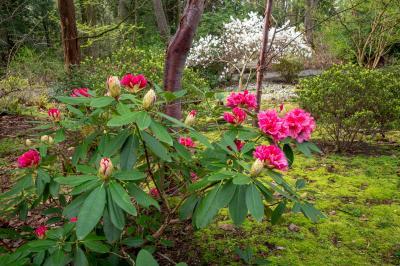 instagram spots in Washington - Bellevue Botanical Garden