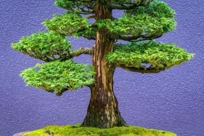 photography spots in Puget Sound - Pacific Bonsai Museum
