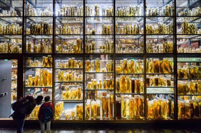 Berlin photography spots - Natural History Museum
