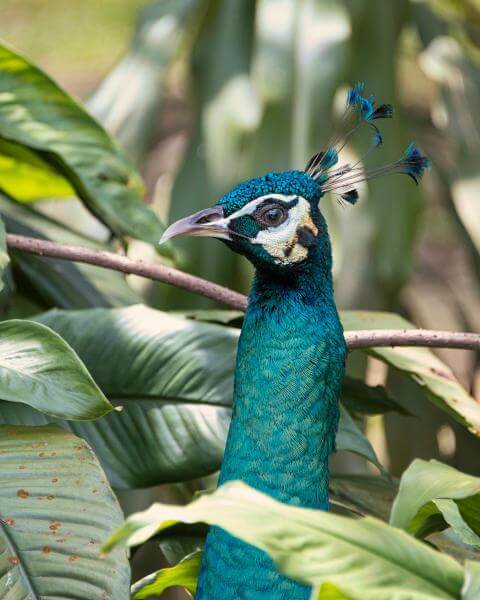 Malaysia images - KL Bird Park