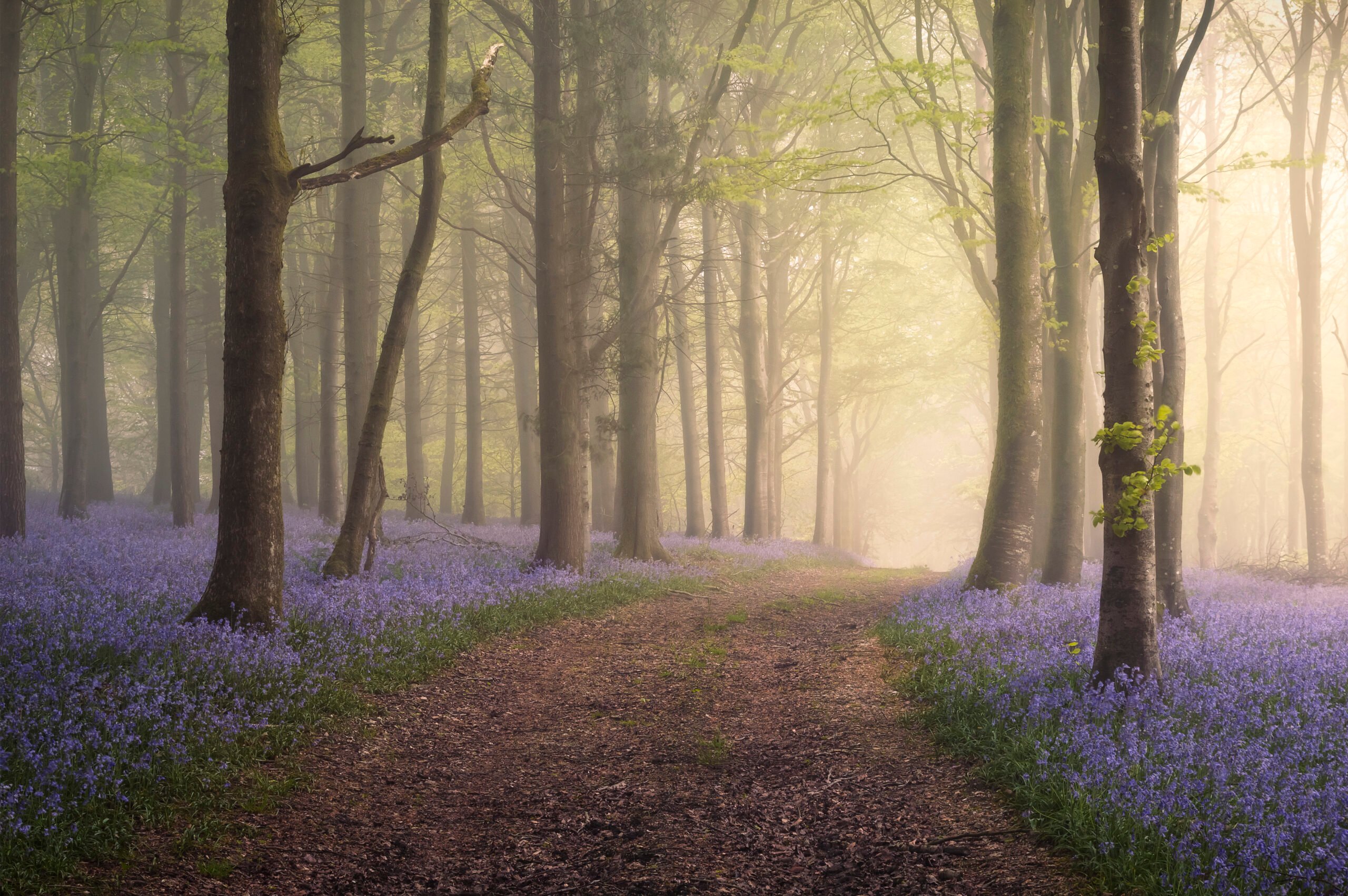How to photograph bluebells in the UK with PhotoHound