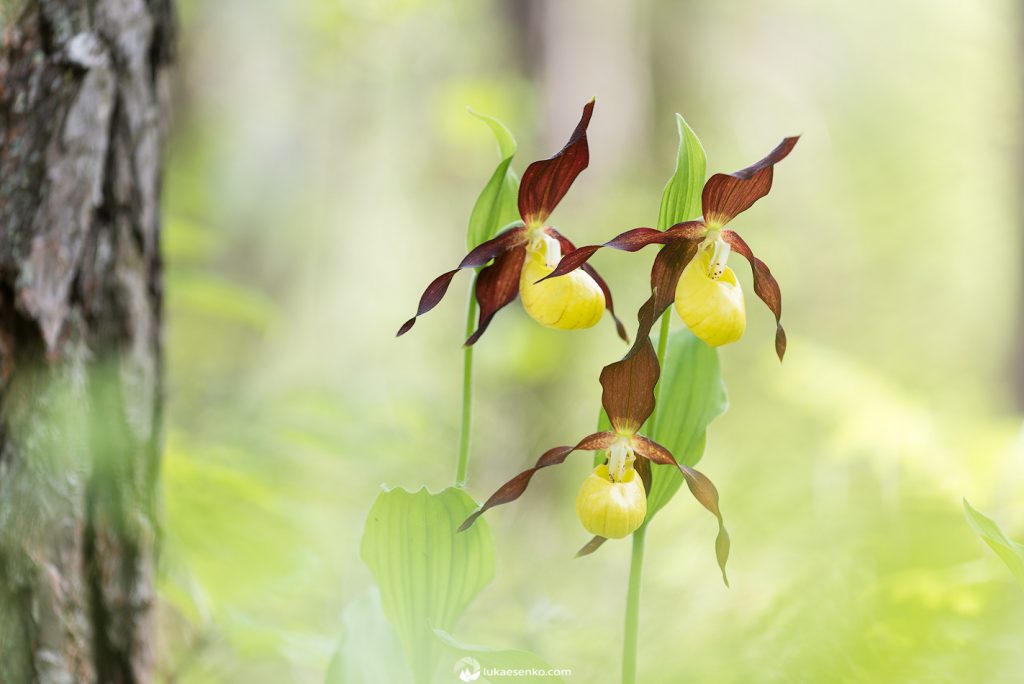Lady slippers orchids