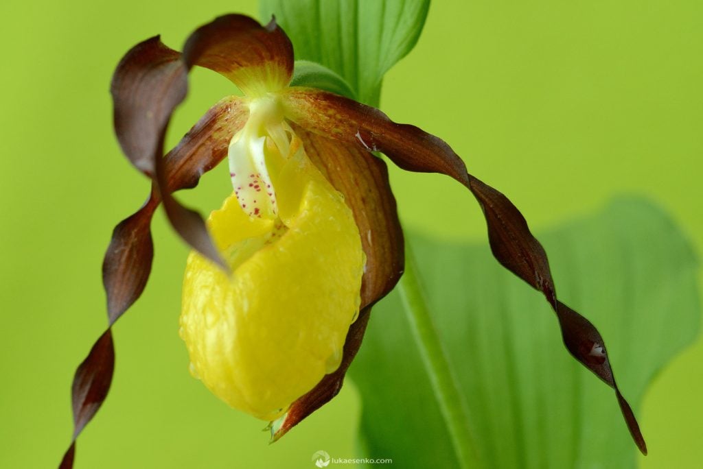 Lady’s Slipper orchid (Nikon D800, Sigma 105mm f2.8 macro, 1/20s, f11, ISO800)