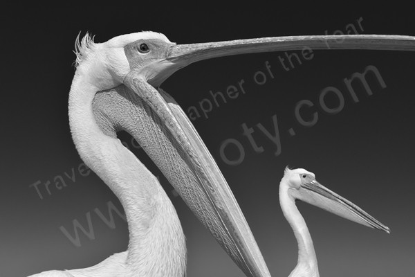 Great white pelicans, Namibia, by TPOTY 2015 winner Marsel Van Oosten