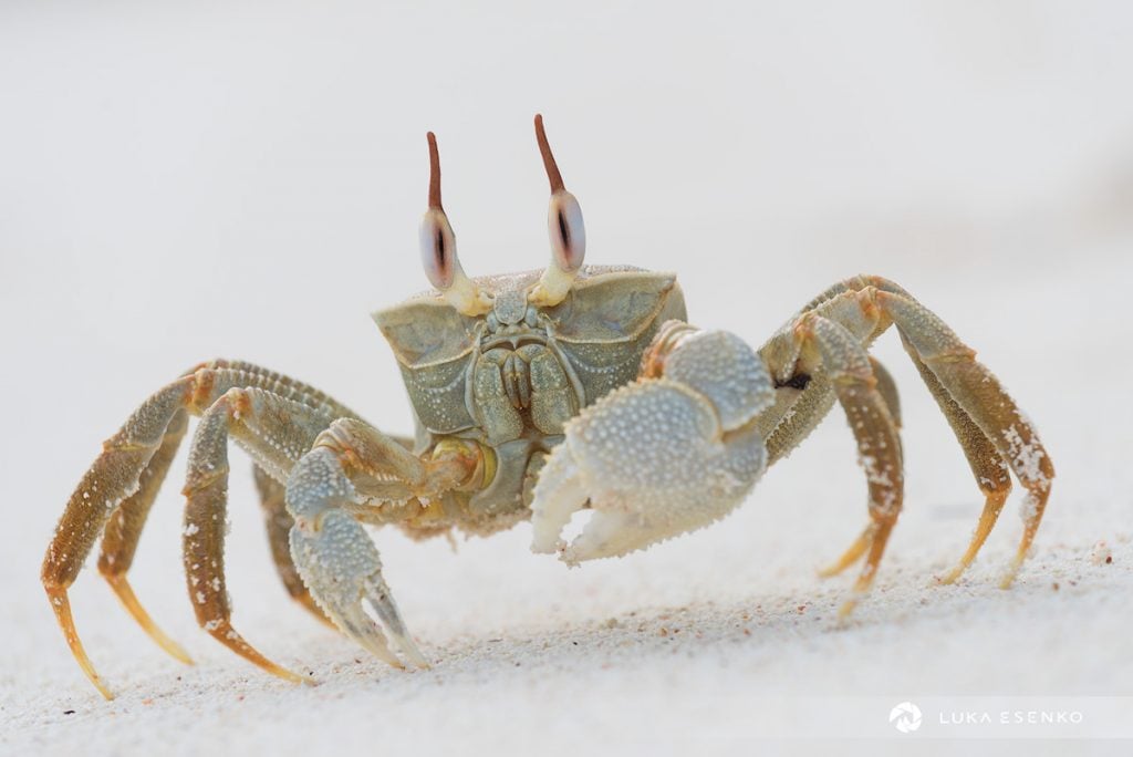 horn-eyed ghost crab