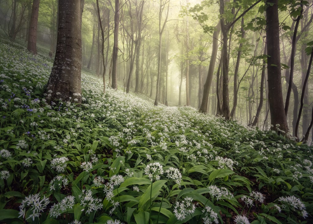 Tips for better woodland photography by Chris Frost