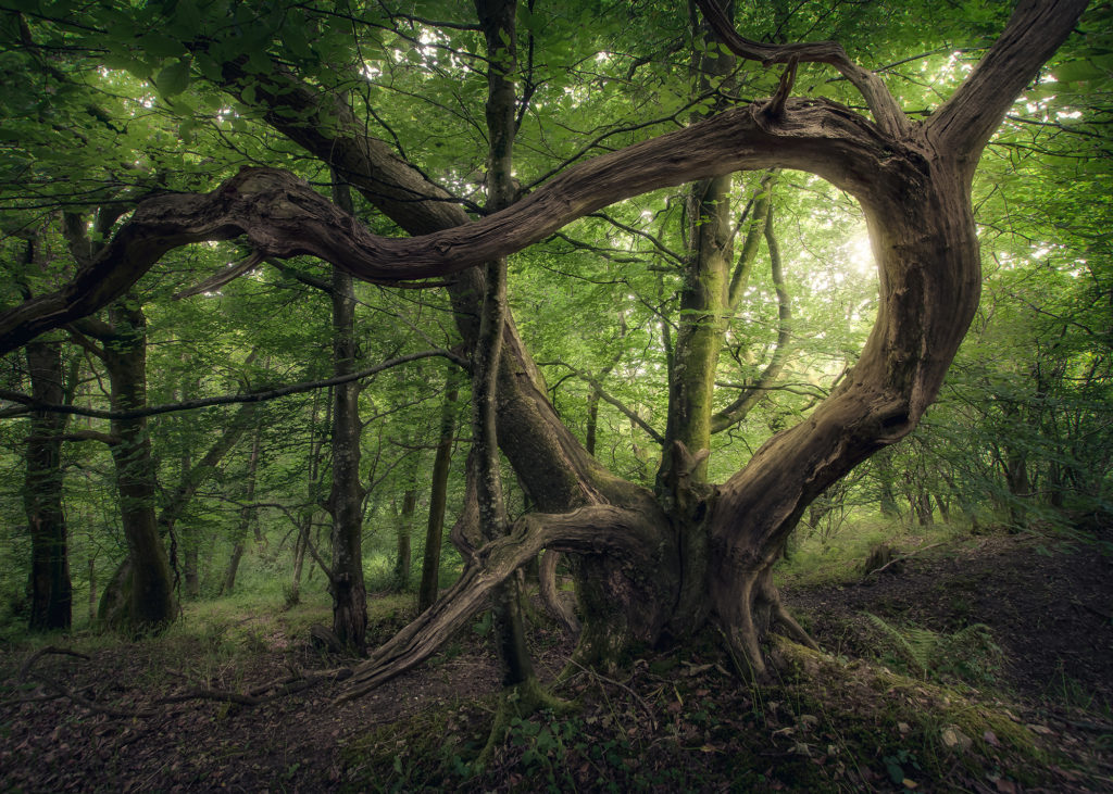 How to photograph woodlands and forests 