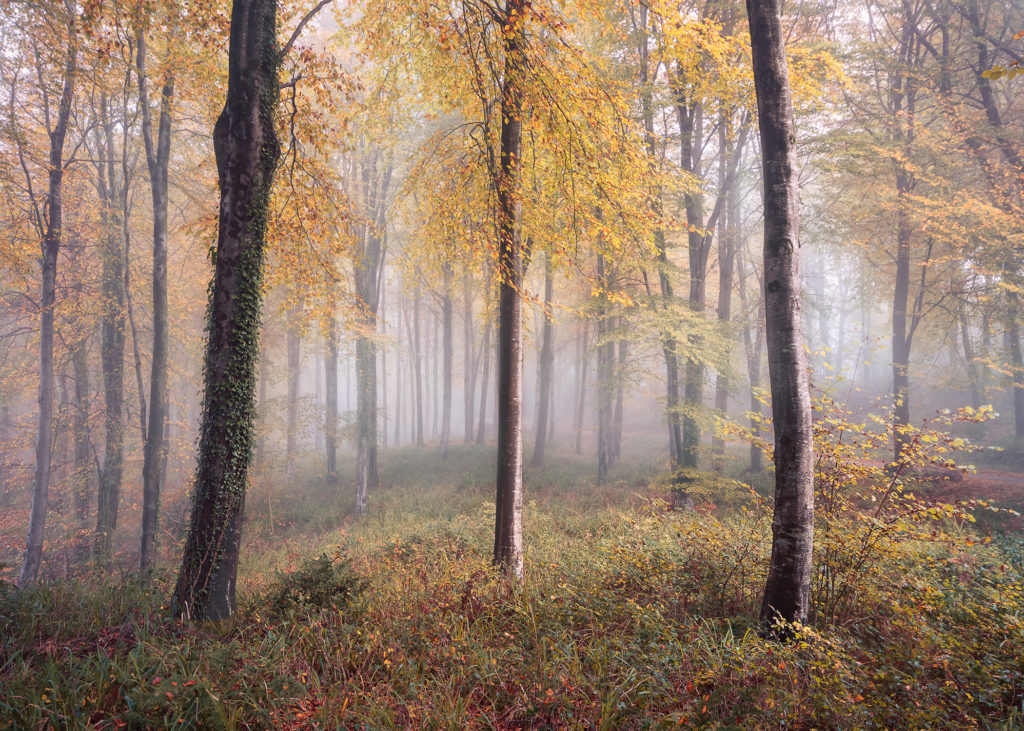 How to photograph woodlands and forests by Chris Frost