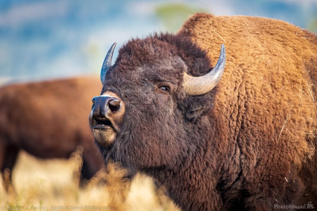 Best location to photograph bison in Grand Teton National Park