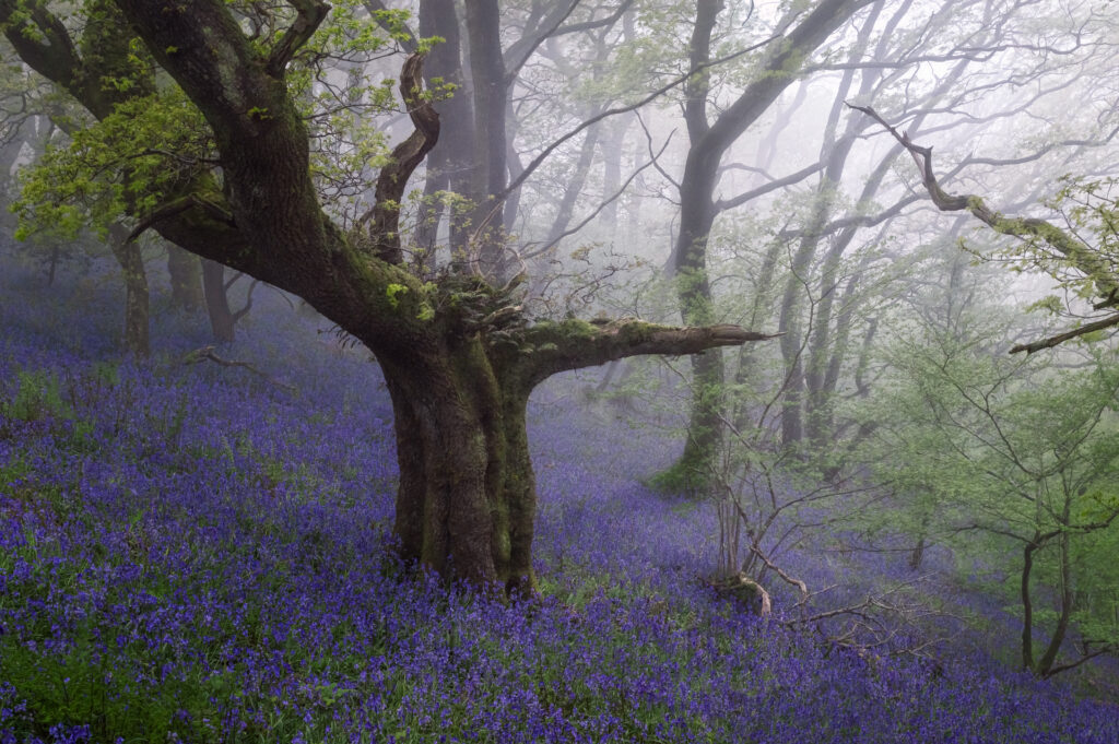 Photographer Chris Frost gives tips on how to photograph bluebells