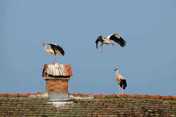 White storks courting