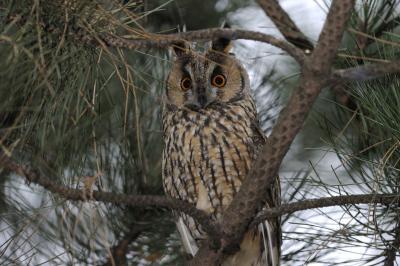 Photo of Kikinda - Long-eared Owls - Kikinda - Long-eared Owls