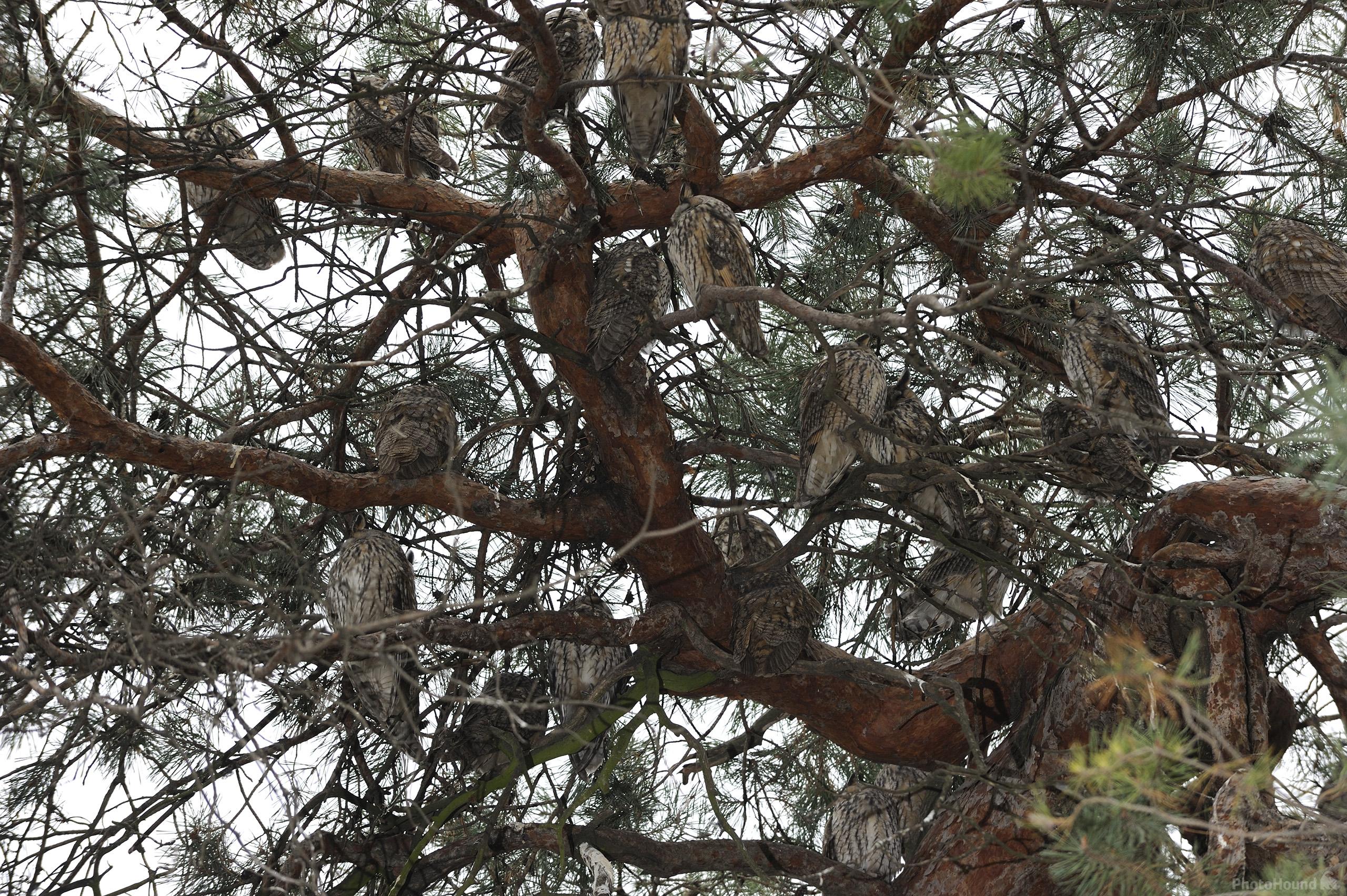 Image of Kikinda - Long-eared Owls by Luka Esenko