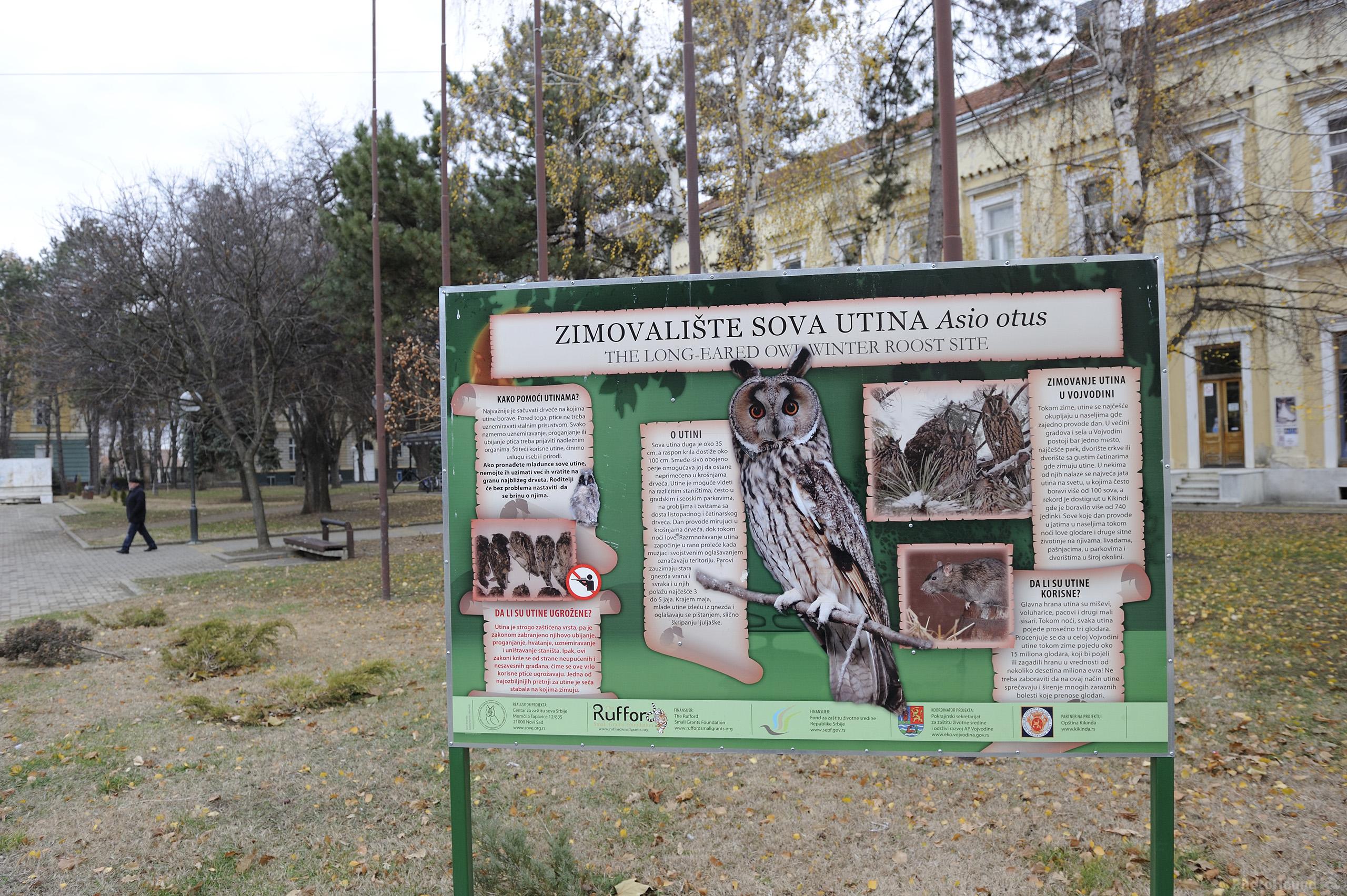 Image of Kikinda - Long-eared Owls by Luka Esenko