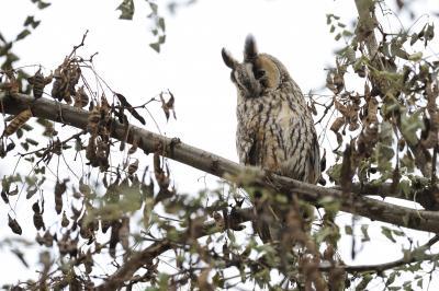 Image of Kikinda - Long-eared Owls - Kikinda - Long-eared Owls