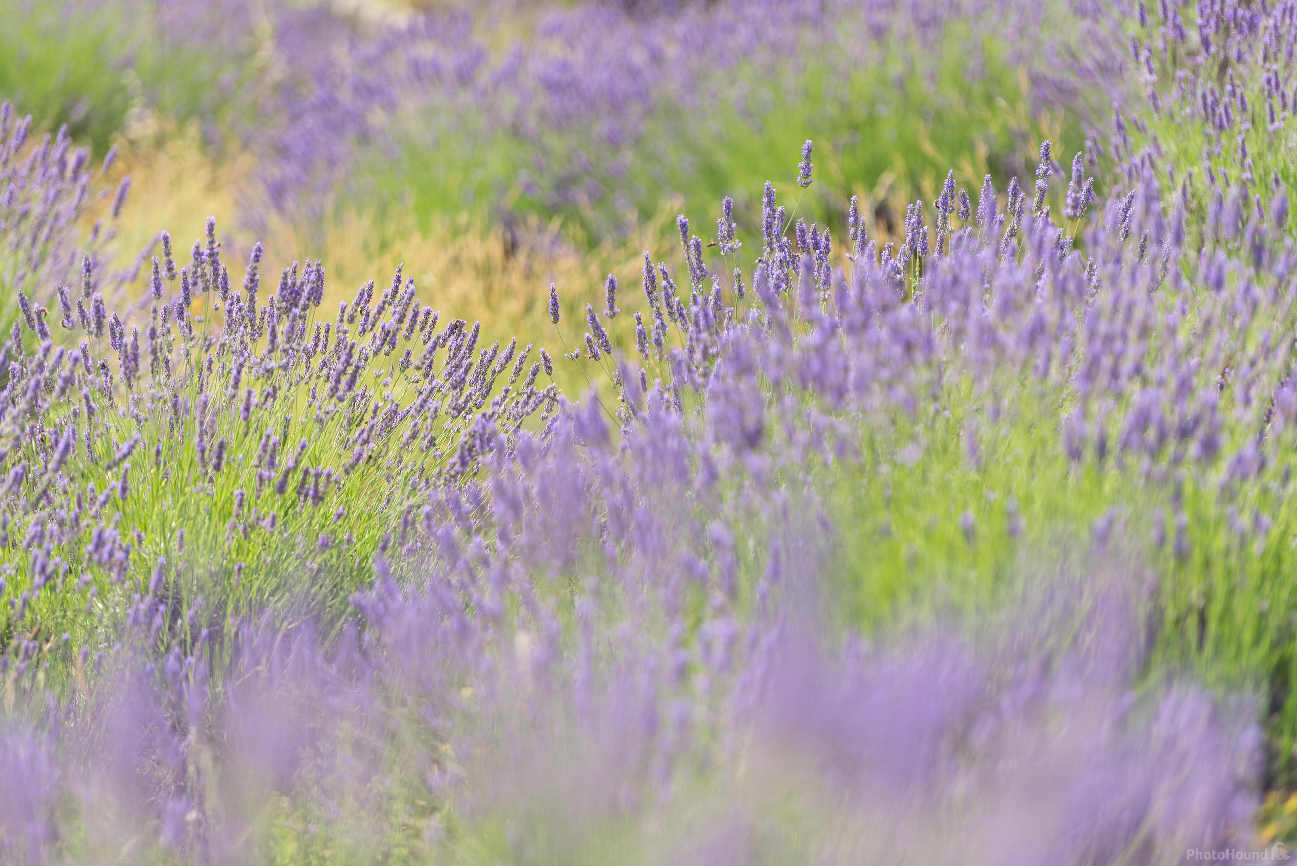 Image of Lavender Fields Hvar by Luka Esenko