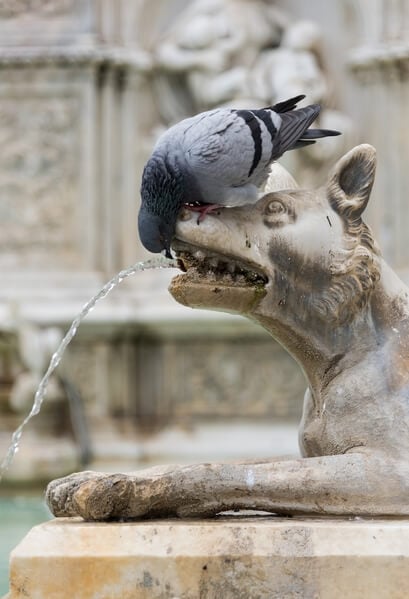 Fonte Gaia