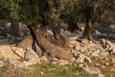 Lun Olive Groves 