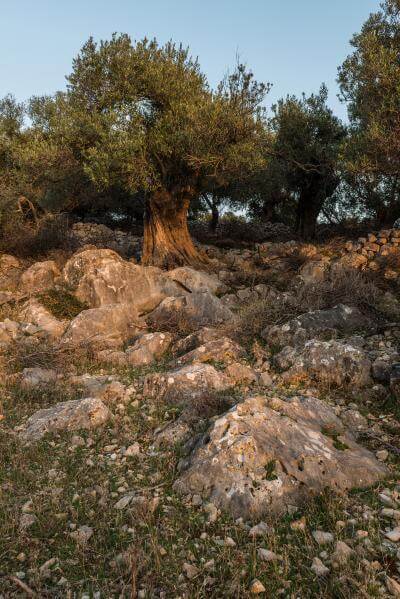 Lun Olive Groves 