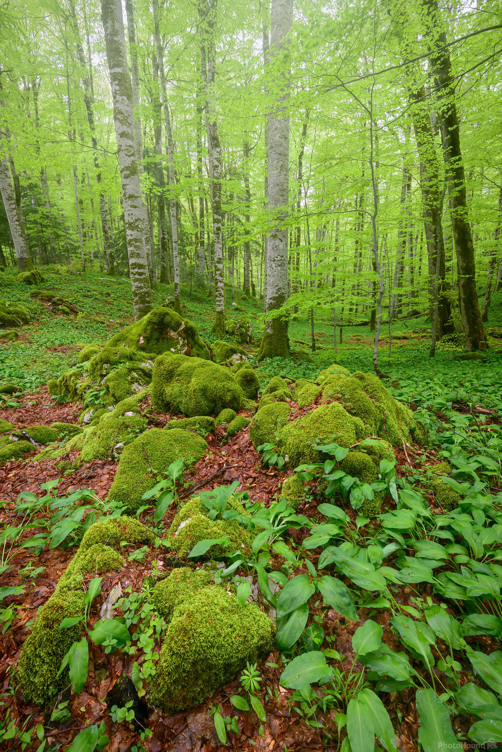 Image of Biogradska Gora Virgin Forest by Luka Esenko