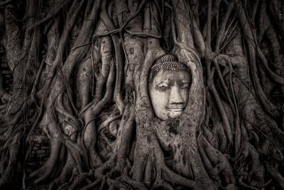 Photo of Buddha Head in a tree - Buddha Head in a tree