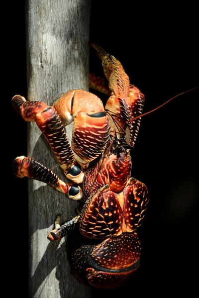 Coconut crab, male